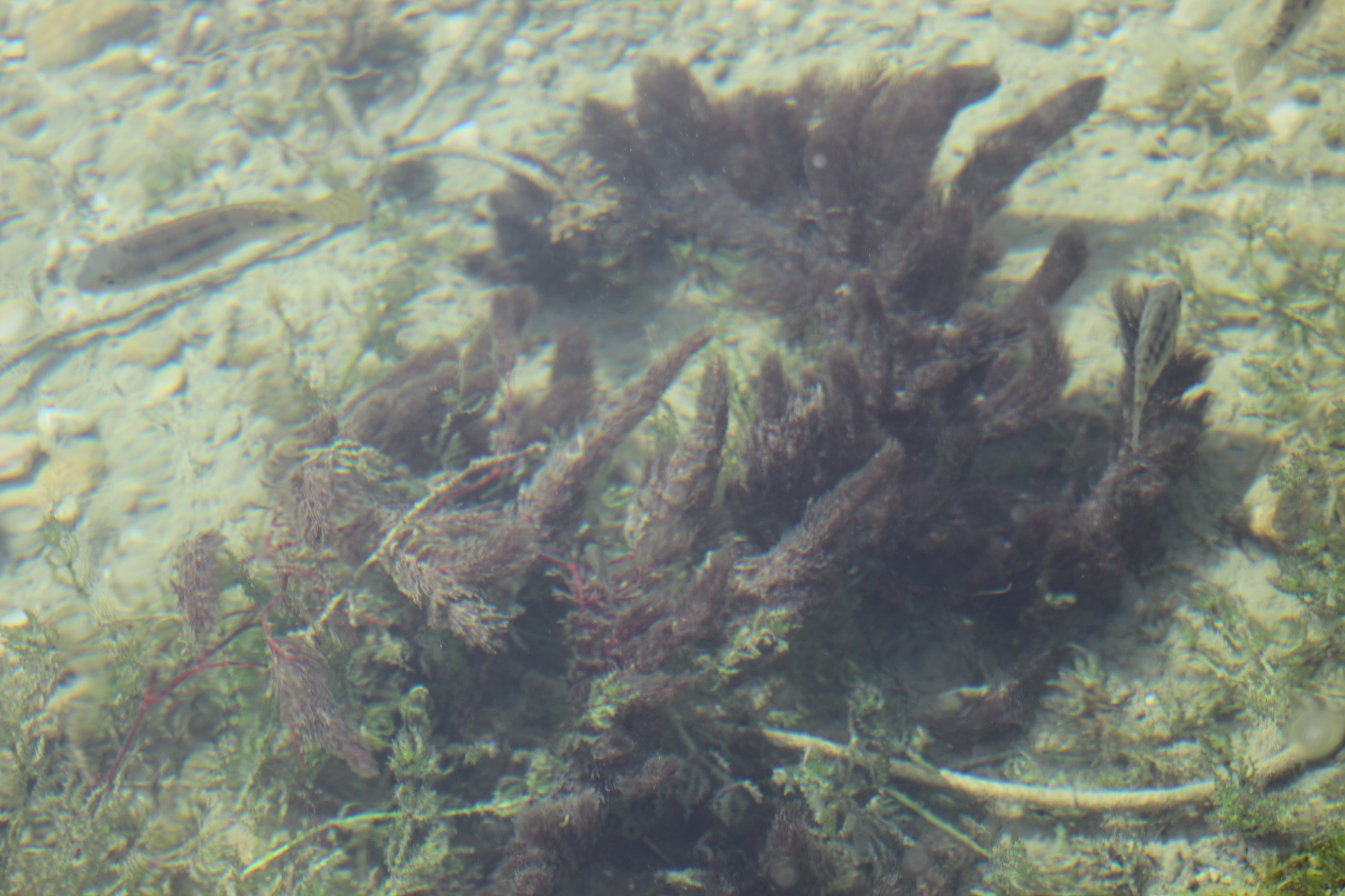 Plant Image